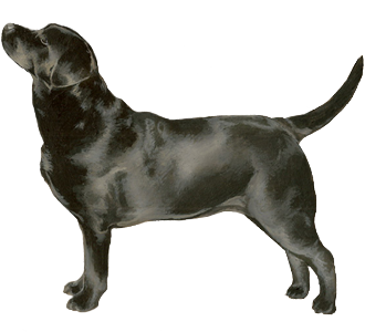 Labrador chien - robe 51
