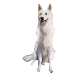 Berger Blanc Suisse chien - robe 153