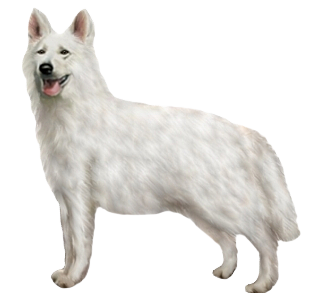 Berger Blanc Suisse chien - robe 82