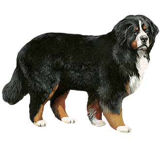 Bouvier Bernois chien - robe 64