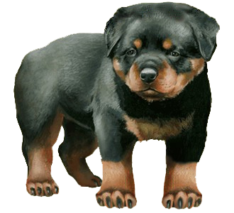 Rottweiler chiot - robe 30