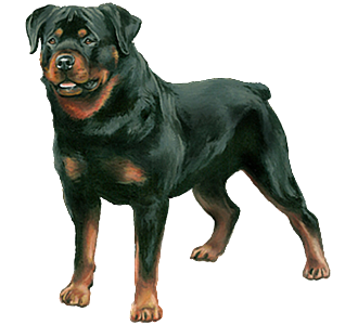 Rottweiler chien - robe 30