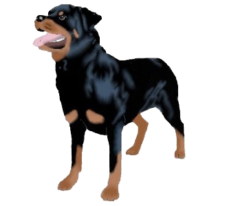 Rottweiler chien - robe 440