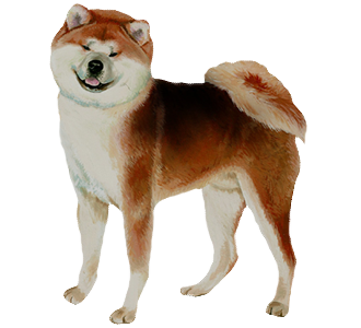Akita Inu chien - robe 111