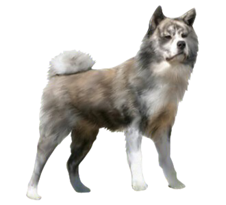 Akita Inu chien - robe 123
