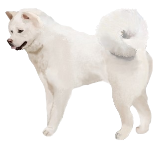 Akita Inu chien - robe 132