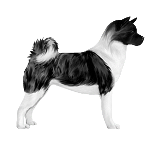 Akita Inu chien - robe 139