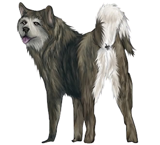 Akita Inu chien - robe 193