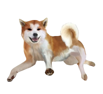 Akita Inu chien - robe 358