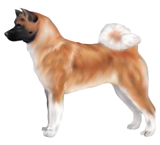 Akita Inu chien - robe 433