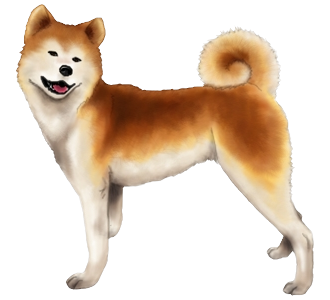 Akita Inu chien - robe 612
