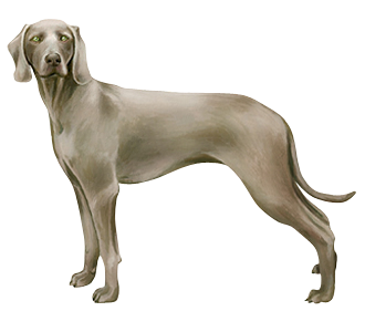 Adopter un chien de la race braque de weimar