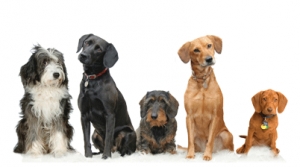http://img.dogzer.com/image/5-3778-blog-ceux-qui-aiment-les-batards.jpg