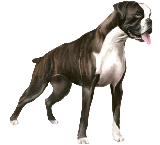 Boxer chien - robe 9
