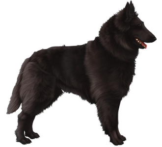 Berger groendael dracula chien - robe 51