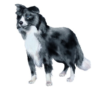 Border Collie chien - robe 1
