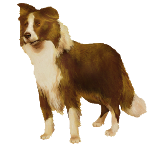 Border Collie chien - robe 39