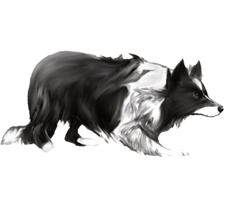 http://img.dogzer.com/image/51-race-chiens-borders-collie/563-robe-/2-chien-border-collie-2.png