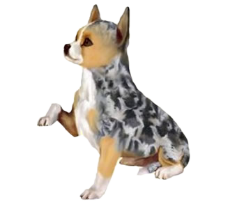Chihuahua chien - robe 158