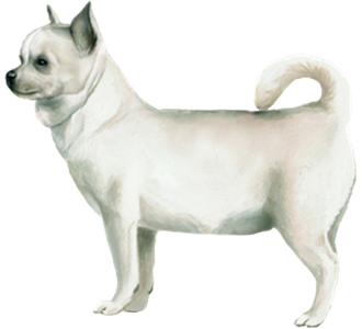 Chihuahua chien - robe 55