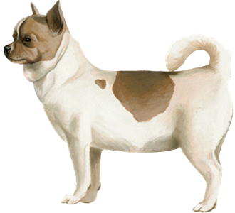 Chihuahua chien - robe 60