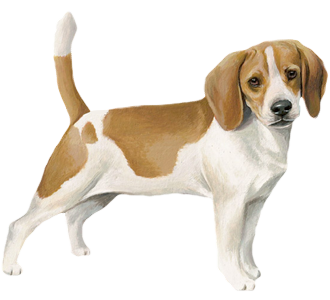 Beagle chien - robe 5