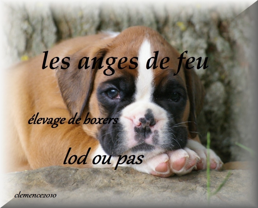 Chien fidji - Boxer Mâle (5 mois)