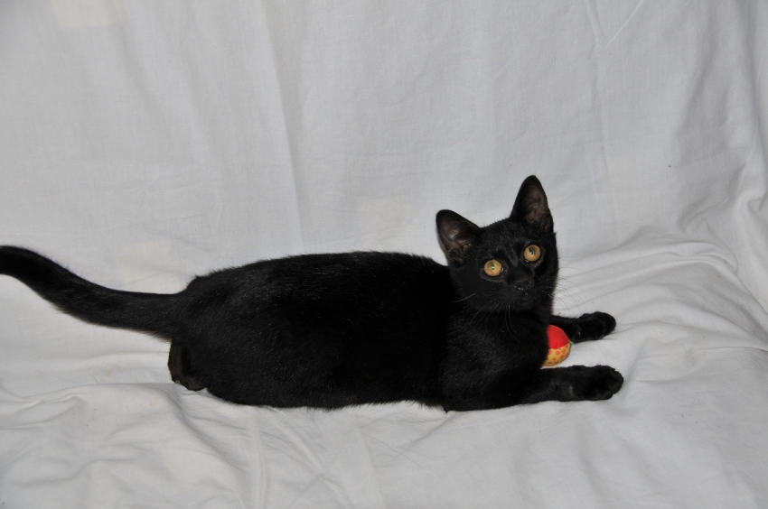 Chat Mickey - Mâle (0 mois)