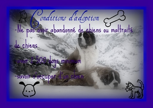 Chèvre dddd - Mâle (4 ans)