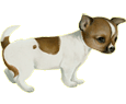 Image Chihuahua
